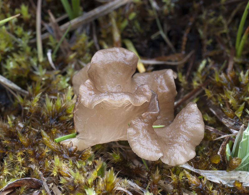 Arrhenia lobata